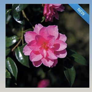 greetings-card-camellias