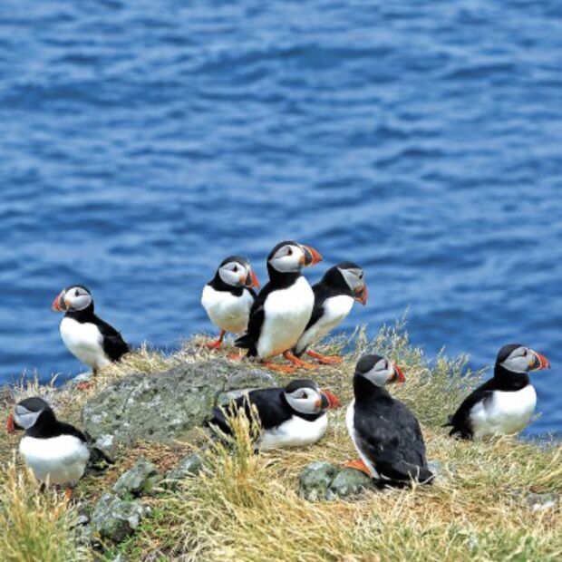 puffins-and-pufflings